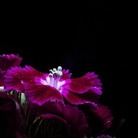 Buy canvas prints of  Flowers in the dark by Wendy Mason
