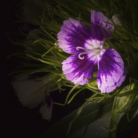Buy canvas prints of  Flowers in the dark by Wendy Mason