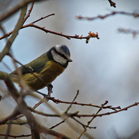 Buy canvas prints of  Blue tit  by Wendy Mason