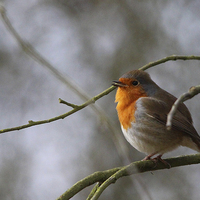 Buy canvas prints of  Robin by Wendy Mason
