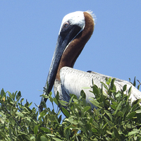 Buy canvas prints of Pelican in a Mangrove Tree  by Peb Elliott