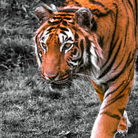 Buy canvas prints of Prowling Tiger by Philip Hodges aFIAP ,