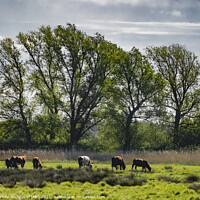 Buy canvas prints of Cows Grazing by Philip Hodges aFIAP ,