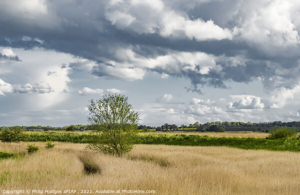 Norfolk Reeds at Stokesby Picture Board by Philip Hodges aFIAP ,