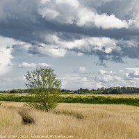 Buy canvas prints of Norfolk Reeds at Stokesby by Philip Hodges aFIAP ,