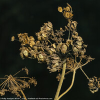 Buy canvas prints of Seed Head by Philip Hodges aFIAP ,