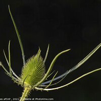 Buy canvas prints of Teasel by Philip Hodges aFIAP ,