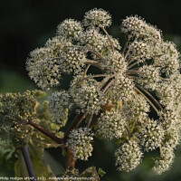 Buy canvas prints of Hogweed by Philip Hodges aFIAP ,