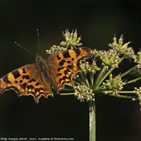 Buy canvas prints of Comma butterfly by Philip Hodges aFIAP ,