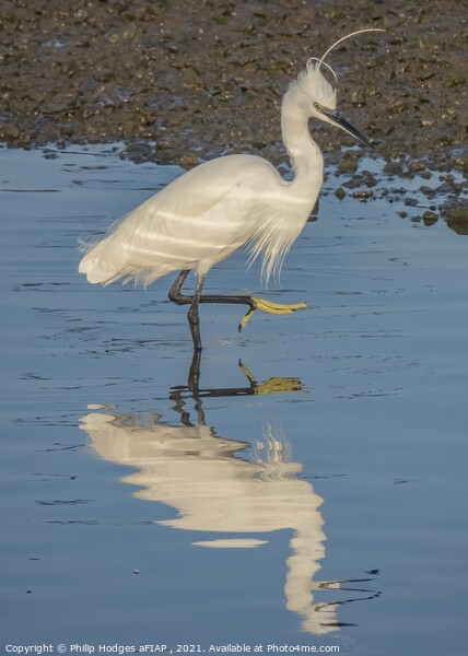 Egret Resting Picture Board by Philip Hodges aFIAP ,