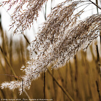 Buy canvas prints of Reeds on the Somerset Levels by Philip Hodges aFIAP ,