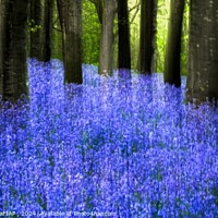 Buy canvas prints of Ethereal Bluebells by Philip Hodges aFIAP ,