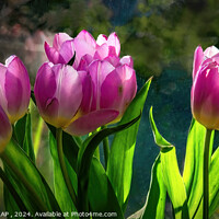 Buy canvas prints of Pink Tulips by Philip Hodges aFIAP ,