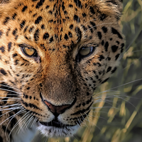 Buy canvas prints of  Amur Leopard 3 by Philip Hodges aFIAP ,