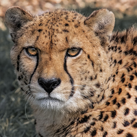 Buy canvas prints of  Cheetah by Philip Hodges aFIAP ,