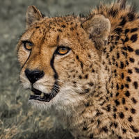 Buy canvas prints of  Cheetah 2 by Philip Hodges aFIAP ,