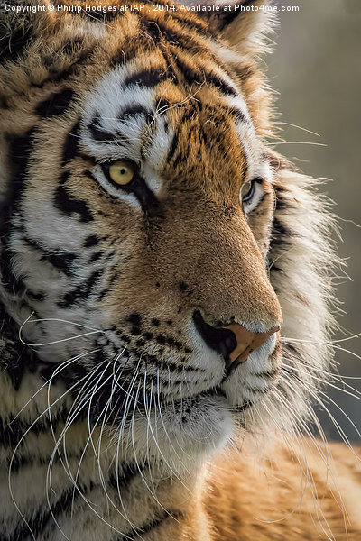  Sumatran Tiger Picture Board by Philip Hodges aFIAP ,