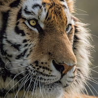 Buy canvas prints of  Sumatran Tiger by Philip Hodges aFIAP ,