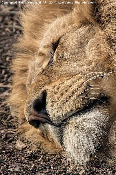Relaxed Lion  Picture Board by Philip Hodges aFIAP ,