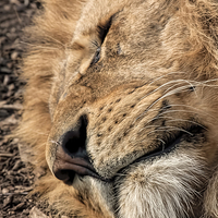 Buy canvas prints of Relaxed Lion  by Philip Hodges aFIAP ,