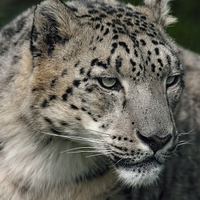 Buy canvas prints of Snow Leopard  by Philip Hodges aFIAP ,