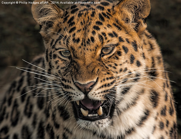 Amur Leopard Picture Board by Philip Hodges aFIAP ,