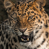 Buy canvas prints of  Amur Leopard by Philip Hodges aFIAP ,