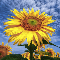 Buy canvas prints of Sunflower Morning  by Philip Hodges aFIAP ,