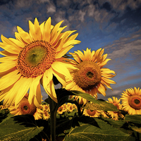 Buy canvas prints of  Sunflower 2 by Philip Hodges aFIAP ,