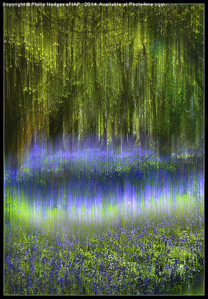  Ethereal Bluebells Picture Board by Philip Hodges aFIAP ,