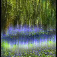 Buy canvas prints of  Ethereal Bluebells by Philip Hodges aFIAP ,