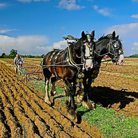 Buy canvas prints of Heavy Horses Ploughing  by Philip Hodges aFIAP ,