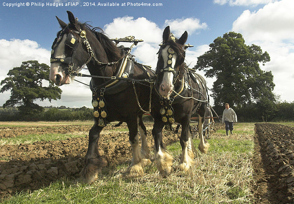 Ploughing Horses 2  Picture Board by Philip Hodges aFIAP ,