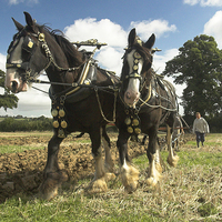 Buy canvas prints of Ploughing Horses 2  by Philip Hodges aFIAP ,
