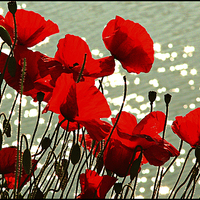 Buy canvas prints of Poppies  by Philip Hodges aFIAP ,