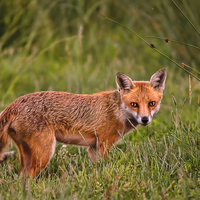 Buy canvas prints of Red Fox Vixen  by Philip Hodges aFIAP ,