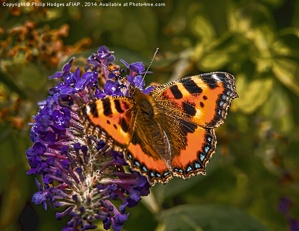 Small Tortoiseshell Butterfly ( Aglais urticae ) Picture Board by Philip Hodges aFIAP ,