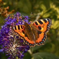 Buy canvas prints of Small Tortoiseshell Butterfly ( Aglais urticae ) by Philip Hodges aFIAP ,