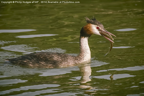  Grebe with Catch Picture Board by Philip Hodges aFIAP ,