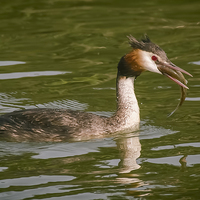 Buy canvas prints of  Grebe with Catch by Philip Hodges aFIAP ,