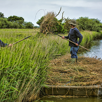 Buy canvas prints of  Norfolk Reed Cutters  by Philip Hodges aFIAP ,
