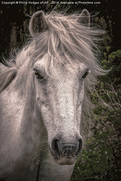 Dartmoor Pony  Picture Board by Philip Hodges aFIAP ,