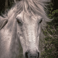 Buy canvas prints of Dartmoor Pony  by Philip Hodges aFIAP ,
