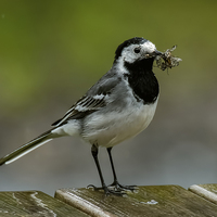 Buy canvas prints of Pied Wagtail ( Motacilla alba ) by Philip Hodges aFIAP ,