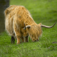 Buy canvas prints of Highland Cow  by Philip Hodges aFIAP ,