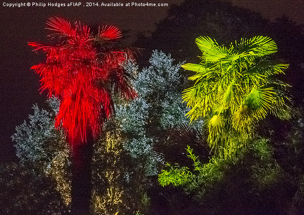Abbotsbury Illuminated Gardens 1 Picture Board by Philip Hodges aFIAP ,