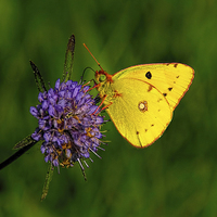 Buy canvas prints of  Clouded Yellow Butterfly by Philip Hodges aFIAP ,
