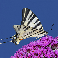 Buy canvas prints of Scarce Swallowtail Butterfly  by Philip Hodges aFIAP ,