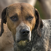 Buy canvas prints of  Fox Hound ( 3 ) by Philip Hodges aFIAP ,