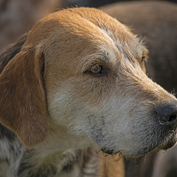 Buy canvas prints of  Fox Hound ( 5 )  by Philip Hodges aFIAP ,